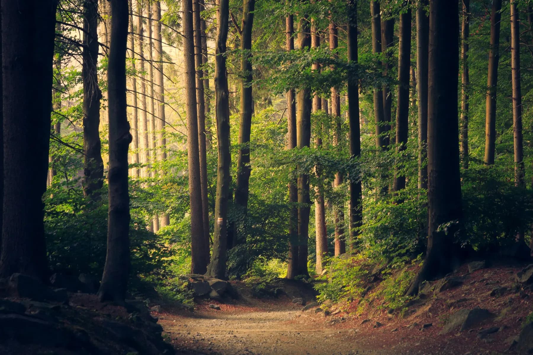 Baumkronenweg Waldkirch